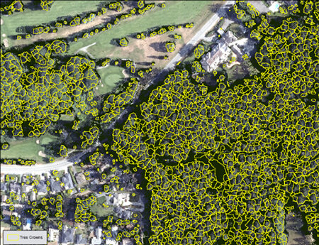Tree polygons showing crown size
